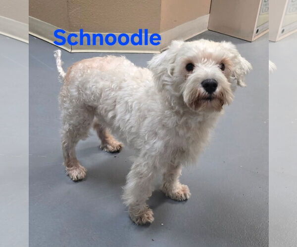 Medium Photo #1 Poodle (Miniature)-Unknown Mix Puppy For Sale in Modesto, CA, USA