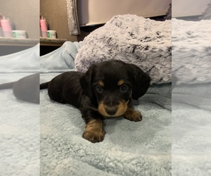 Dorkie Puppy for Sale in SOUTH HAVEN, Michigan USA