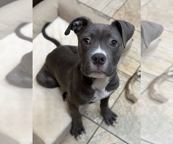 Medium Photo #2 Mutt Puppy For Sale in Jefferson, WI, USA