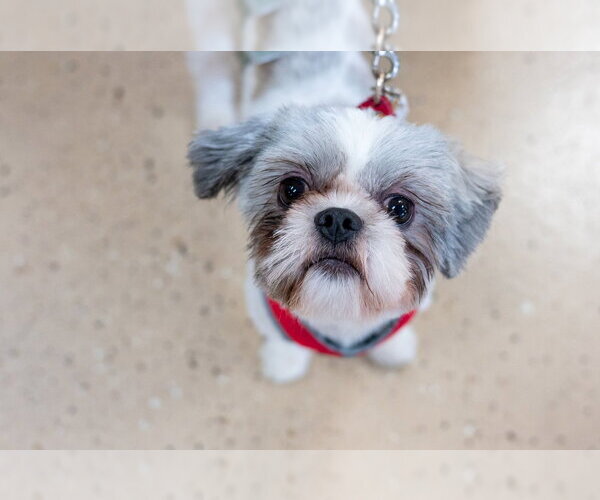 Medium Photo #3 Shih Tzu Puppy For Sale in Mundelein, IL, USA