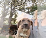 Small #3 Labrador Retriever Mix