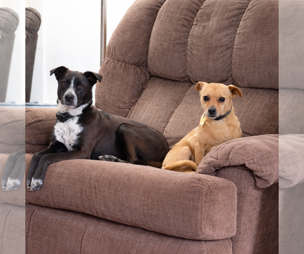 Medium Photo #2 Great Dane-Unknown Mix Puppy For Sale in Dallas, TX, USA
