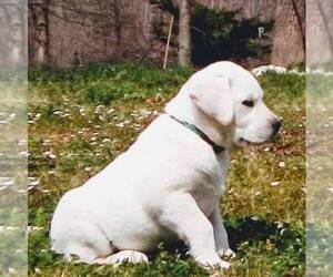 Labrador Retriever Puppy for sale in LINDEN, TN, USA