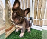 Small #10 French Bulldog