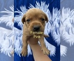 Small #5 Labrador Retriever