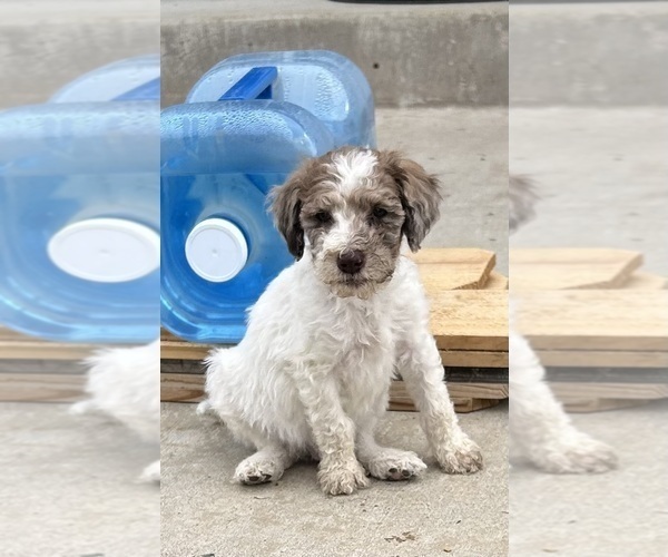 Medium Photo #4 Poodle (Standard) Puppy For Sale in GARDNERVILLE, NV, USA