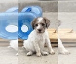 Small Photo #5 Poodle (Standard) Puppy For Sale in GARDNERVILLE, NV, USA