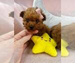 Small #43 Poodle (Toy)