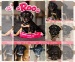 ROO - Female Pug-Shih Tzu Mix Dog for Adoption - Small photo