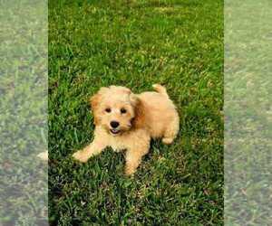 Cockapoo Puppy for sale in PALM COAST, FL, USA