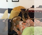 Small #2 German Shepherd Dog