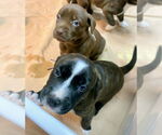 Small #4 Mountain Cur-Plott Hound Mix