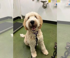 Labradoodle Dogs for adoption in Fruit Heights, UT, USA