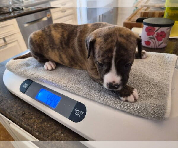 Medium Photo #11 Labrador Retriever-Unknown Mix Puppy For Sale in Holly Springs, NC, USA