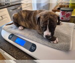 Small #10 Labrador Retriever Mix