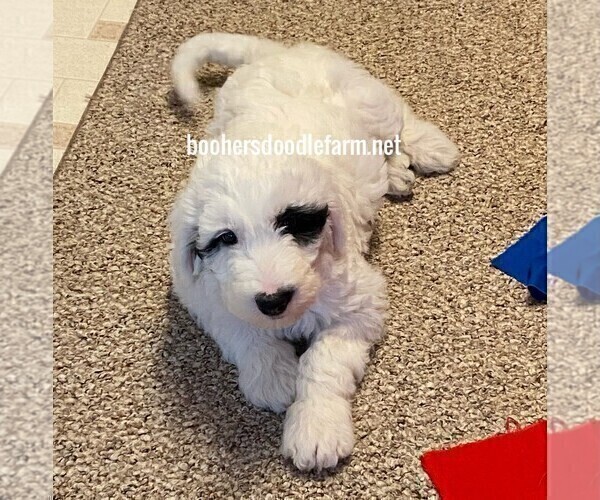 Medium Photo #7 Sheepadoodle Puppy For Sale in BELLEFONTE, PA, USA