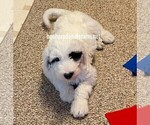 Small Photo #7 Sheepadoodle Puppy For Sale in BELLEFONTE, PA, USA