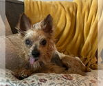 Small #2 Mutt