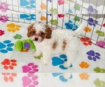 Small #5 Cavapoo (Miniature)-Poodle (Toy) Mix
