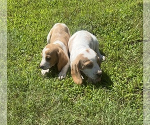 Beagle Puppy for Sale in WOODBRIDGE, Virginia USA