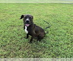 Small #1 American Pit Bull Terrier Mix
