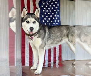 Mother of the Siberian Husky puppies born on 01/19/2026