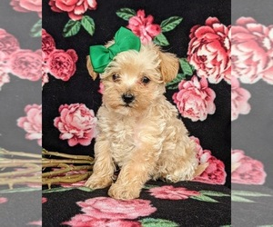 Schnoodle (Miniature) Puppy for sale in NOTTINGHAM, PA, USA