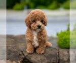 Small Photo #3 ShihPoo Puppy For Sale in DUNDEE, OH, USA