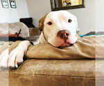 Small #3 American Pit Bull Terrier Mix