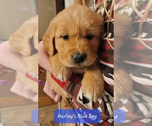 Golden Retriever Puppy for sale in QUAKERTOWN, PA, USA