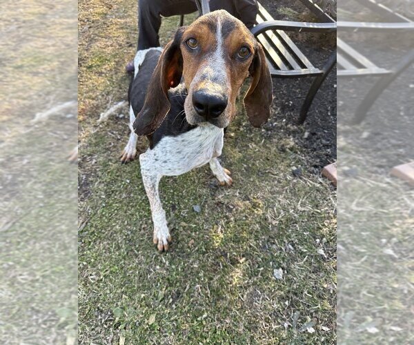 Medium Photo #3 Coonhound-Unknown Mix Puppy For Sale in Elmsford, NY, USA