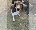 Small Photo #3 Coonhound-Unknown Mix Puppy For Sale in Elmsford, NY, USA