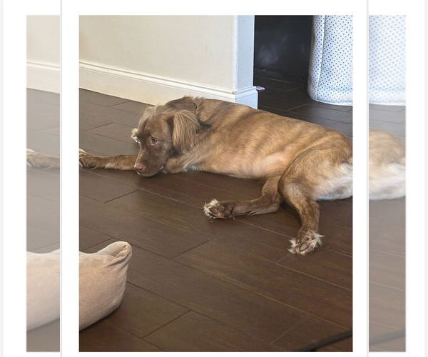 Medium Photo #3 Colonial Cocker Spaniel-Unknown Mix Puppy For Sale in Royal Palm Beach, FL, USA