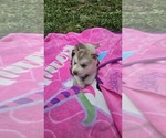 Small #1 Siberian Husky