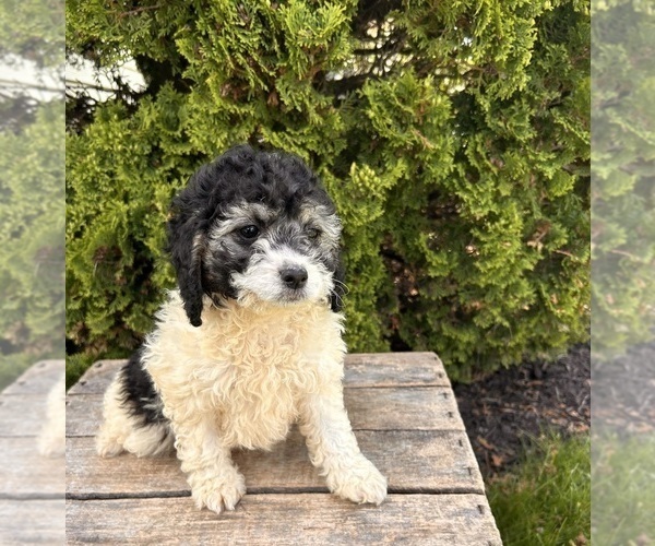 Medium Photo #5 Cockapoo Puppy For Sale in MIDDLEBURY, IN, USA