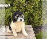Small #4 Cockapoo