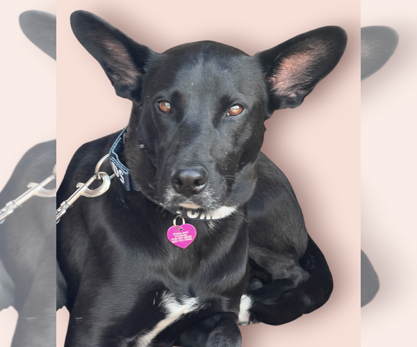 Medium Photo #1 Mutt Puppy For Sale in Rockville, MD, USA