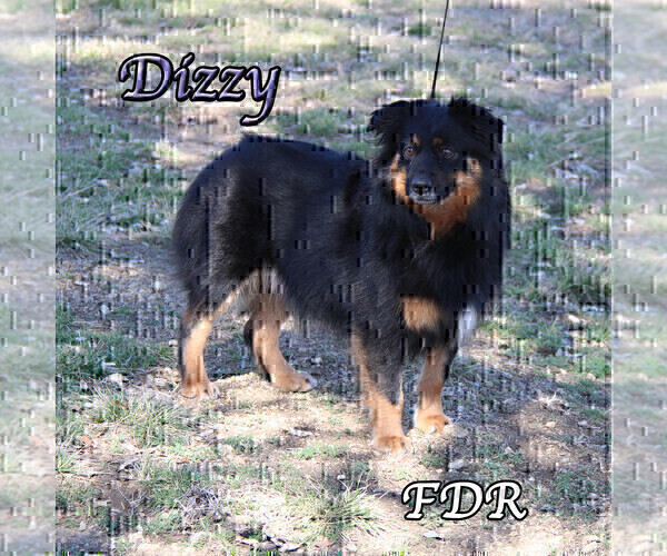 Medium Photo #1 Miniature Australian Shepherd Puppy For Sale in FORESTBURG, TX, USA