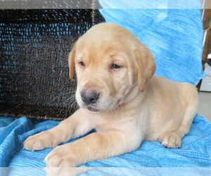 Labrador Retriever Puppy for sale in SHILOH, OH, USA