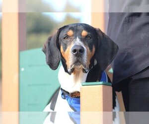Treeing Walker Coonhound Dogs for adoption in Chestertown, MD, USA