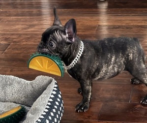 French Bulldog Puppy for sale in SALINAS, CA, USA