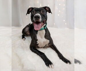 Labrador Retriever-Unknown Mix Dogs for adoption in Princeton, MN, USA