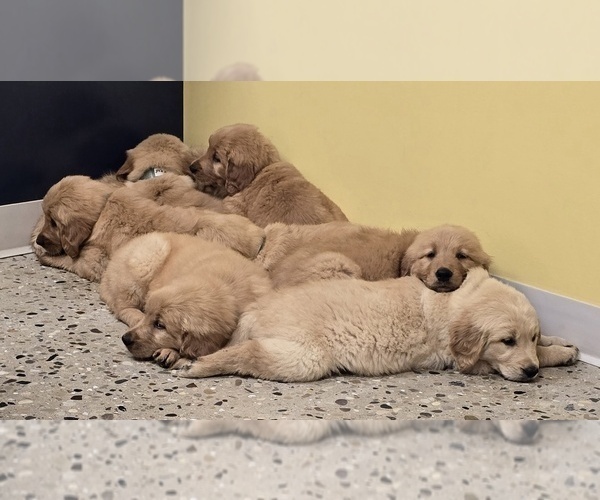 Medium Photo #1 Golden Retriever Puppy For Sale in FREMONT, MI, USA