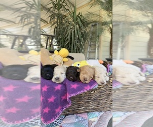 Labradoodle Puppy for sale in FRESNO, CA, USA