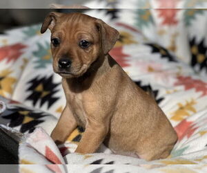 Doxie-Pin Dogs for adoption in Lakemont, GA, USA