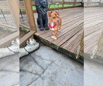 Mr. Magoo * - Male Chiweenie Dog for Adoption - Small photo