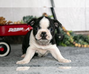 Medium Boston Terrier