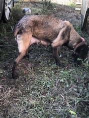 Mother of the Belgian Malinois-Dutch Shepherd Dog Mix puppies born on 10/27/2018