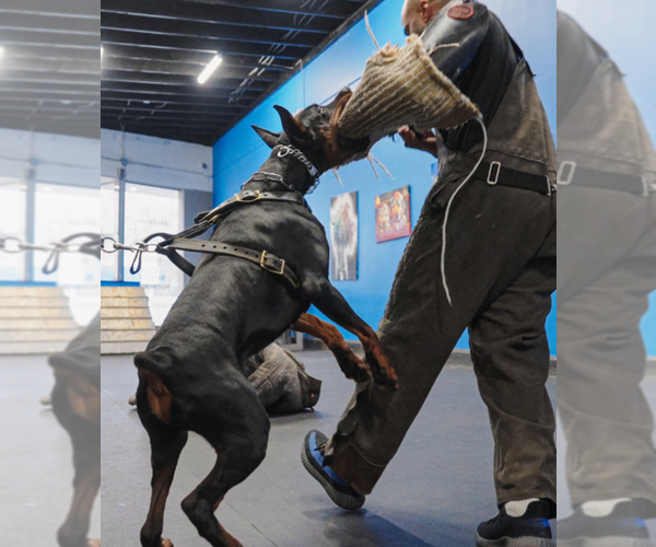 Medium Photo #23 Doberman Pinscher Puppy For Sale in FORT LAUDERDALE, FL, USA