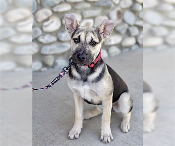Medium Photo #2 Labrador Retriever-Unknown Mix Puppy For Sale in Dana Point, CA, USA